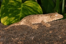 Rhacodactylus leachianus