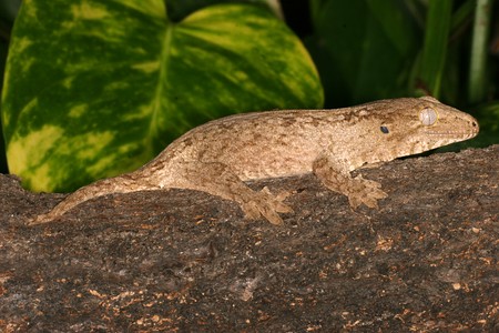 Rhacodactylus leachianus