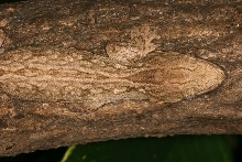 Rhacodactylus leachianus