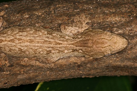 Rhacodactylus leachianus
