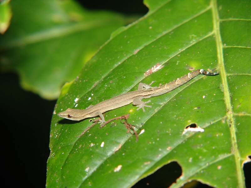 Ebenavia inunguis