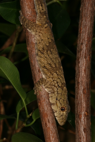 Eurydactylodes vieillardi
