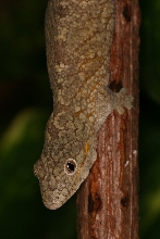 Eurydactylodes agricolae