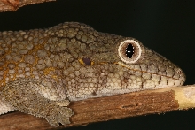 Eurydaytylodes agricolae