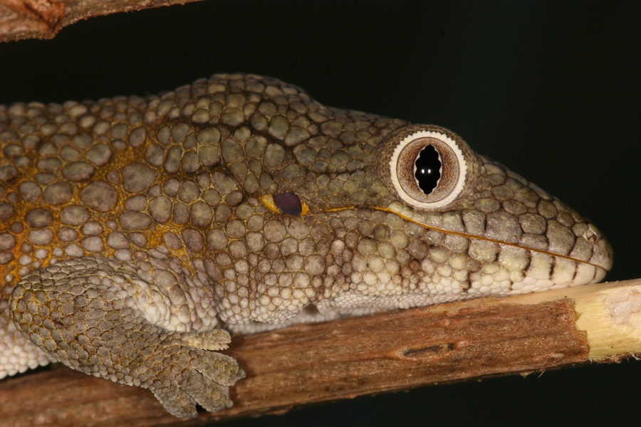 Eurydaytylodes agricolae