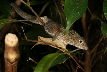 Eurydactylodes agricolae