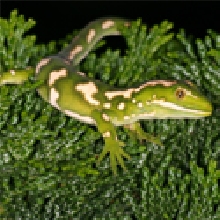 Naultinus elegans