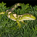 Naultinus elegans
