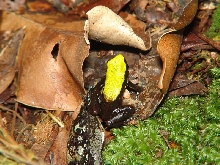 Mantella laevigata