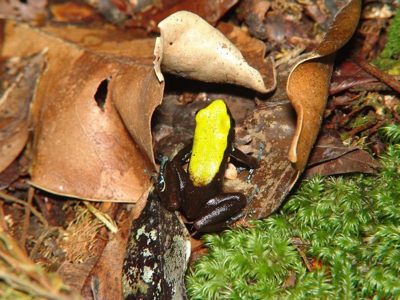 Mantella laevigata