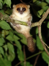 Microcebus rufus