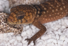 Nephrurus amyae