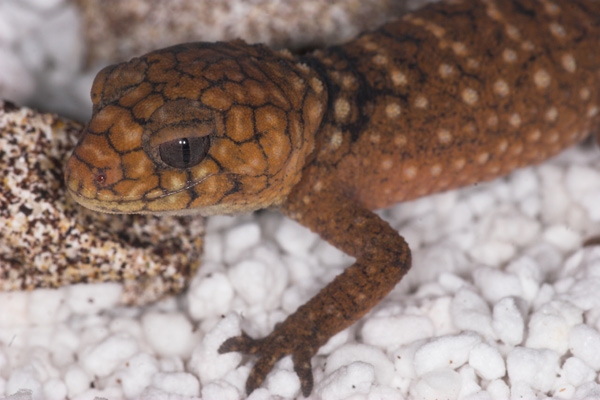 Nephrurus amyae