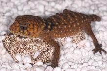 Nephrurus amyae