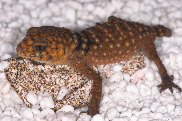 Nephrurus amyae