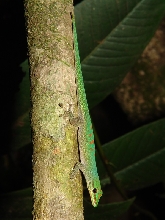 Phelsuma guttata