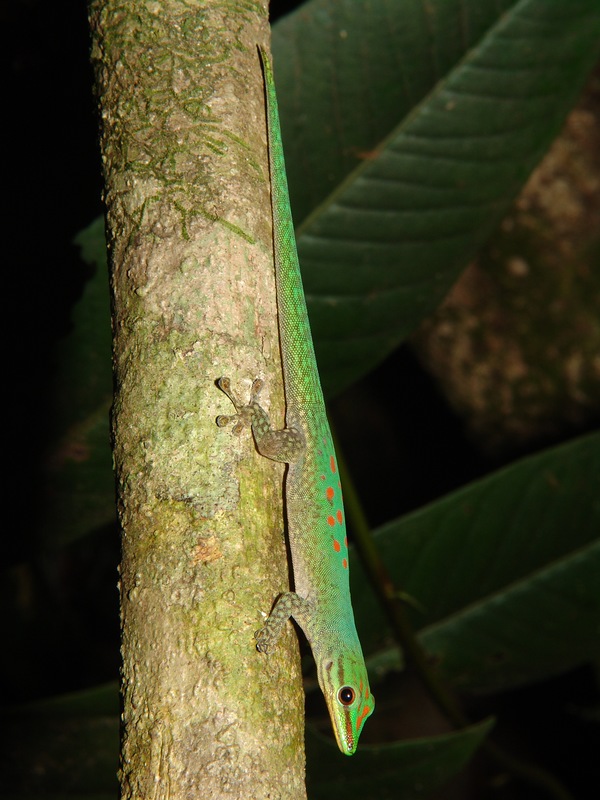 Phelsuma guttata