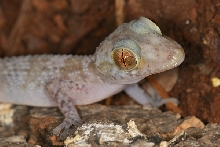 Paroedura cf. karstophila