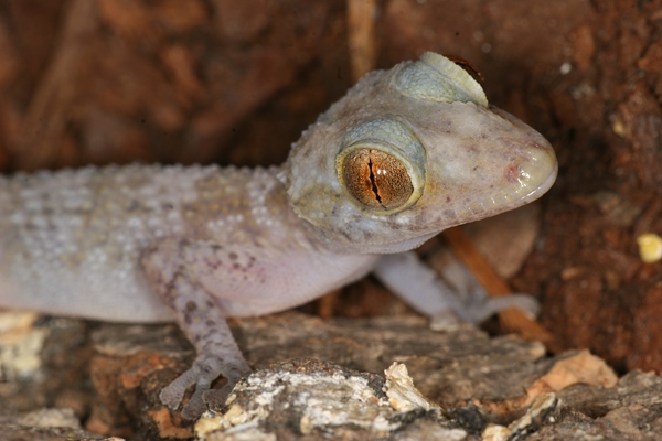 Paroedura cf. karstophila