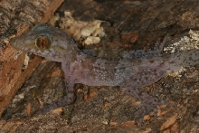Paroedura cf. karstophila