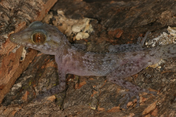 Paroedura cf. karstophila