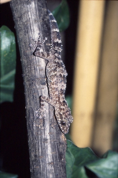 Paroedura oviceps