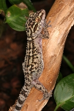 Paroedura lohatsara