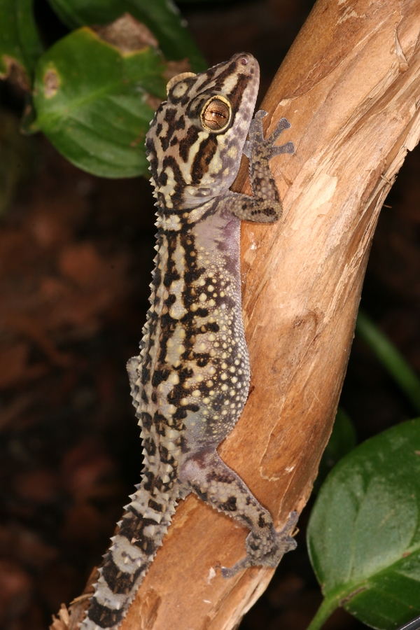 Paroedura lohatsara