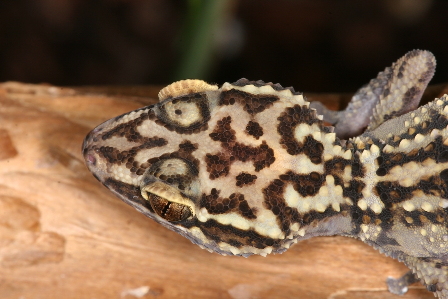Paroedura lohatsara