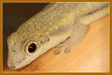 Phelsuma kely
