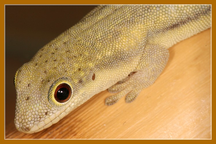 Phelsuma kely