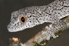 Strophurus williamsi