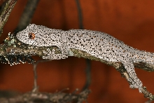 Strophurus williamsi