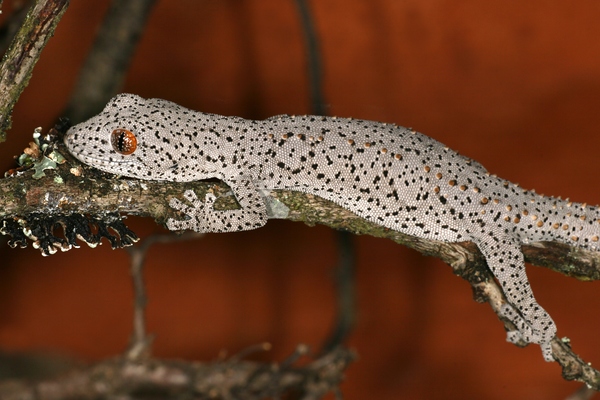 Strophurus williamsi