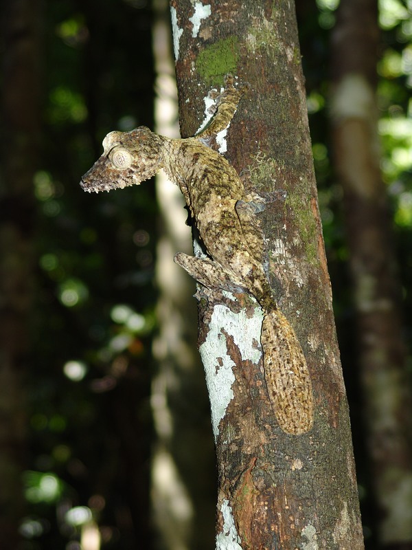 Uroplatus fimbriatus