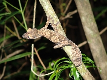 Uroplatus fimbriatus