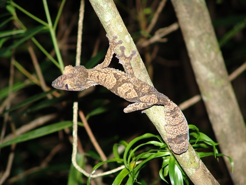 Uroplatus fimbriatus