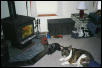 Dogs by Fireplace