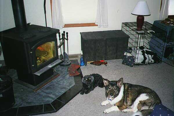 Dogs by Fireplace