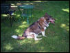 LadyWise on lawn