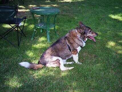 LadyWise on lawn