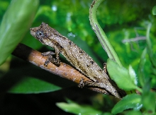Male Rhampholeon nchisiensis