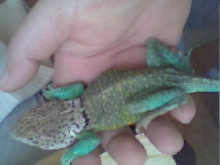 Chomps