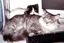 Huckleberry and Marshmallow preparing to write a story