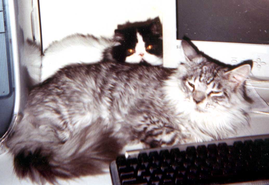 Huckleberry and Marshmallow preparing to write a story