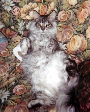 Cutie Huckleberry