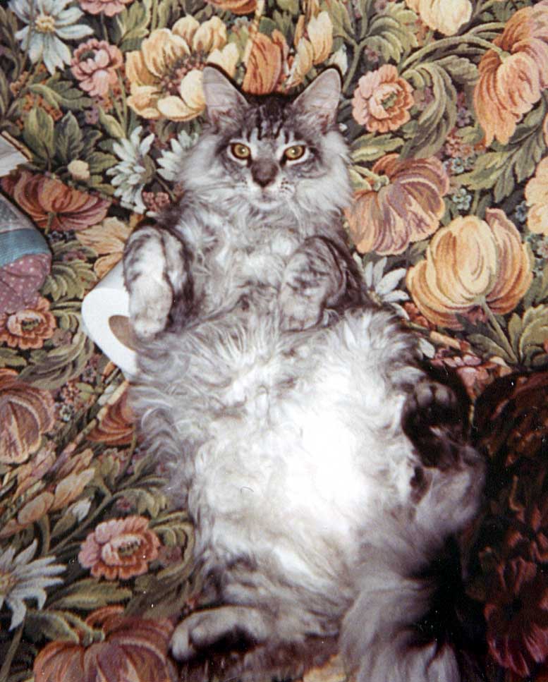 Cutie Huckleberry