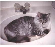 Huckleberry relaxing in sink