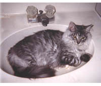Huckleberry relaxing in sink