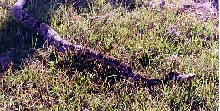 timber rattler
